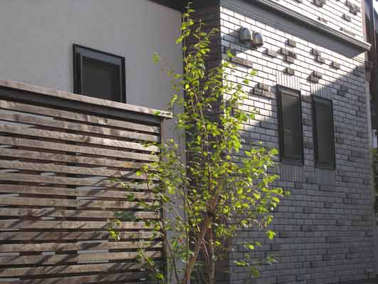 シンボルツリー（シラカバジャコモンティー）