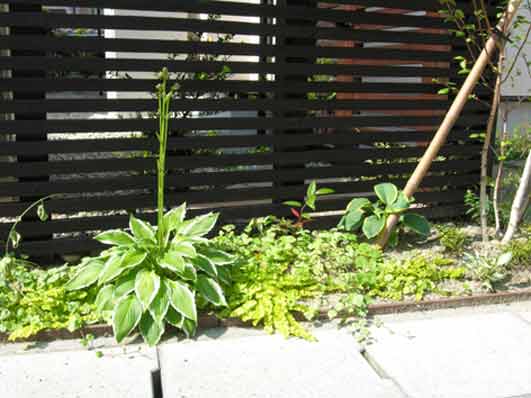 植栽（ホスタ）