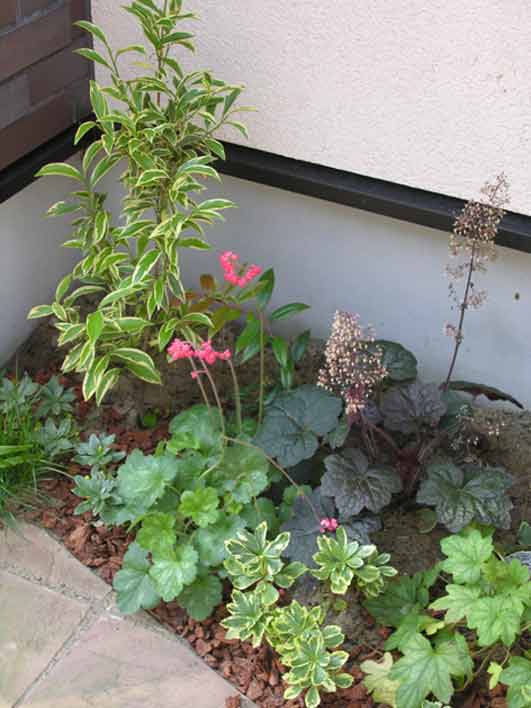 シェードガーデン,エントランス植栽（ヒューケラ）