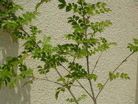 シマトネリコは鉢植えに