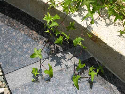 アイビーと自然石テラス