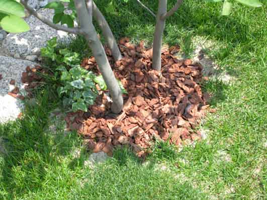 ウッドチップでマルチング