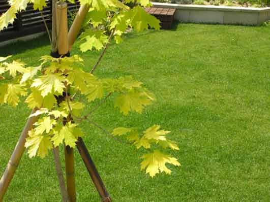 シンボルツリーはカエデ（プリンストンゴールド）