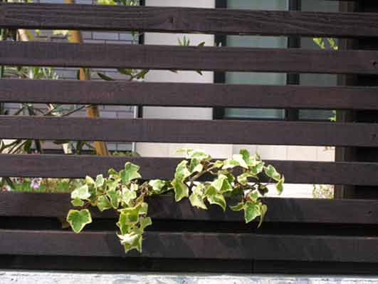 アイビーは壁面緑化