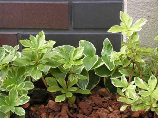 門柱植栽（フッキソウ）