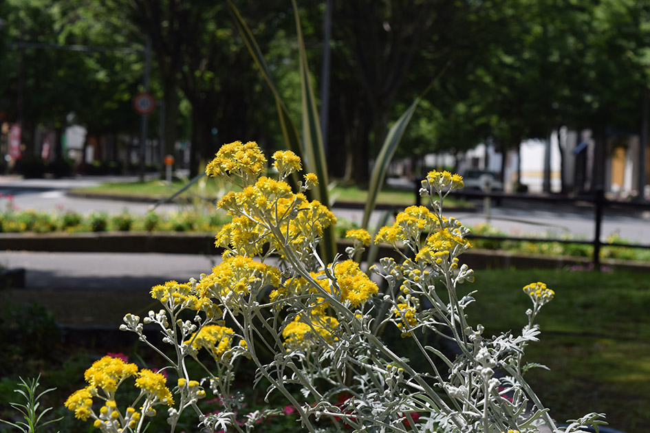 花壇の花、シロタエギク