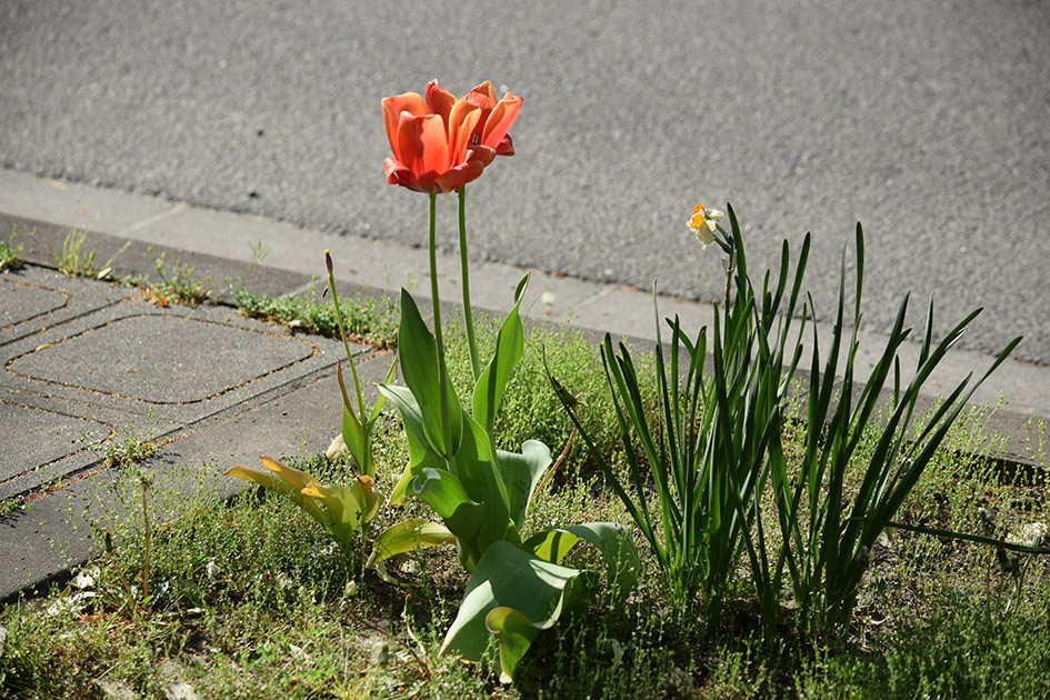 花壇の花、チューリップ