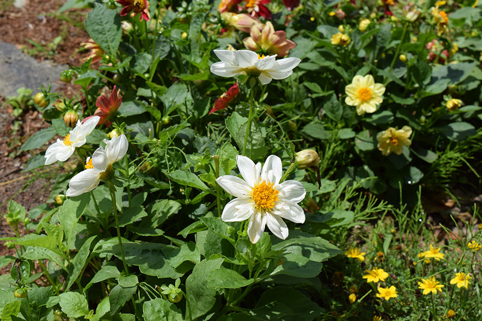 花壇の花、ダリア