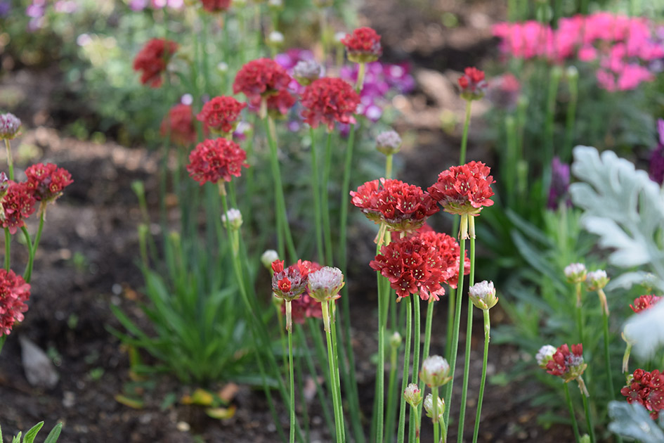 花壇の花、アルメリア