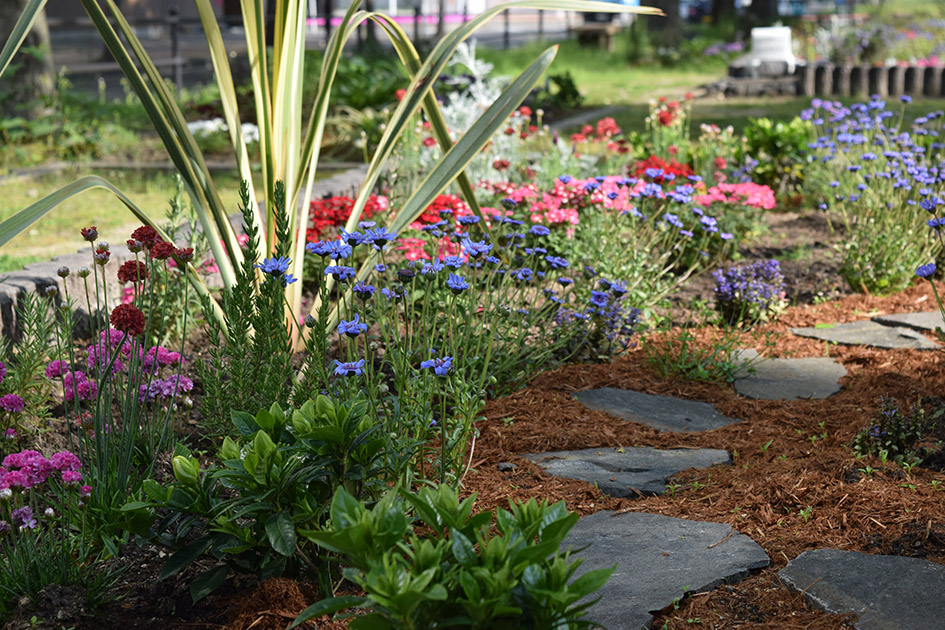 花壇の花、フェリシア2