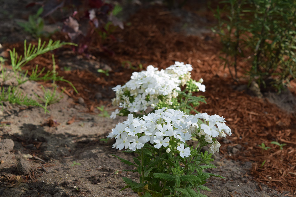 花壇の花、バーベナ白