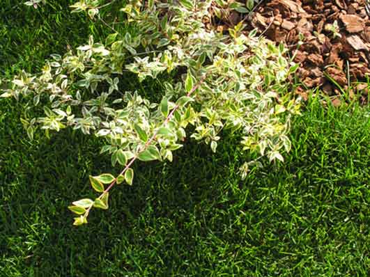 かわいい植栽アベリア