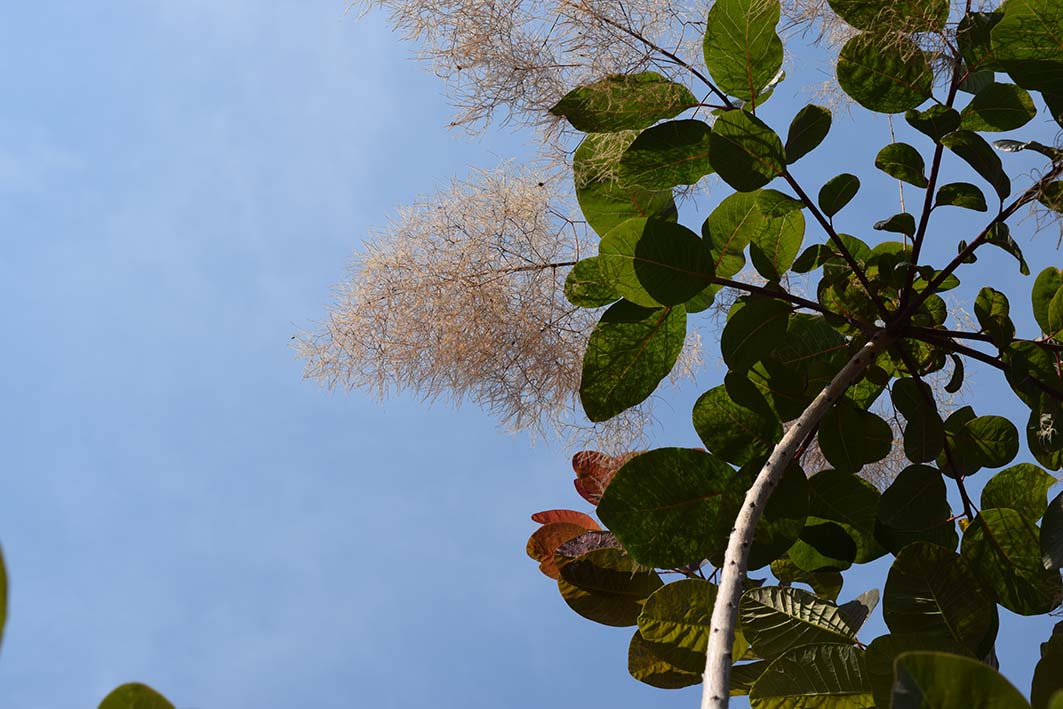 スモークツリー