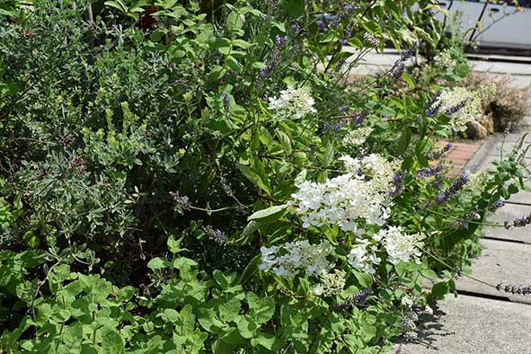仙台のペットガーデン（草花）