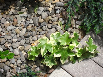 植栽（アイビー）