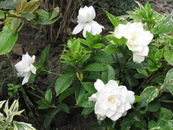 駐車場リフォームはクチナシで