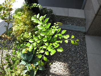 駐車場リフォームはシマトネリコ