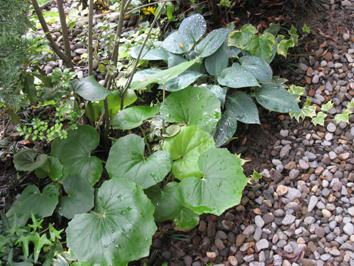 植栽（ツワブキ）