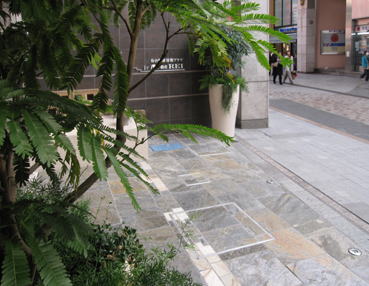 イタリア製の鉢にネムノキ＝エバーフレッシュとシマトネリコ。