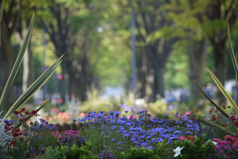 花壇の花、フェリシア