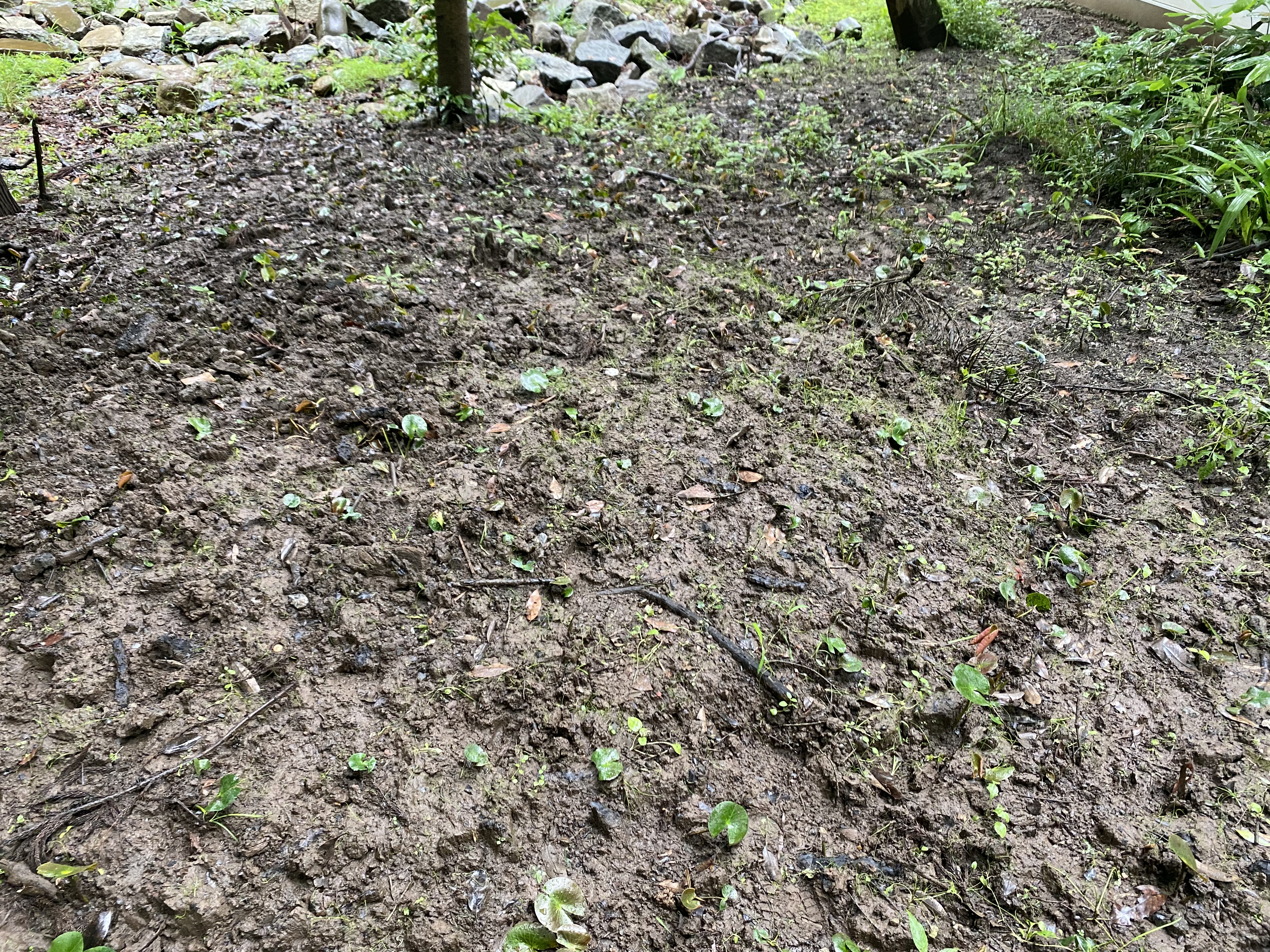 かいぼりにより生物多様性の高い池に再生した