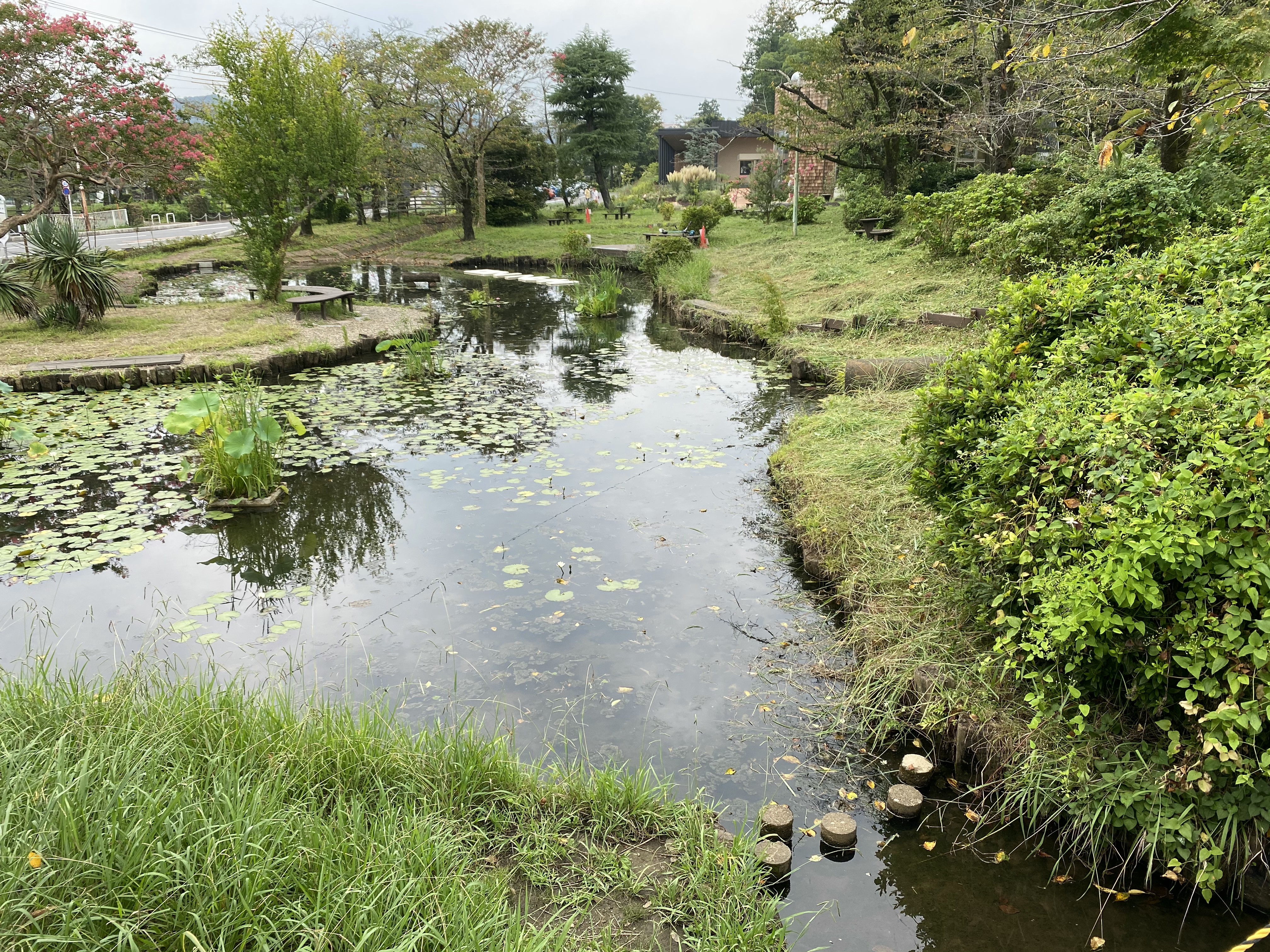 かいぼりにより生物多様性の高い池に再生した