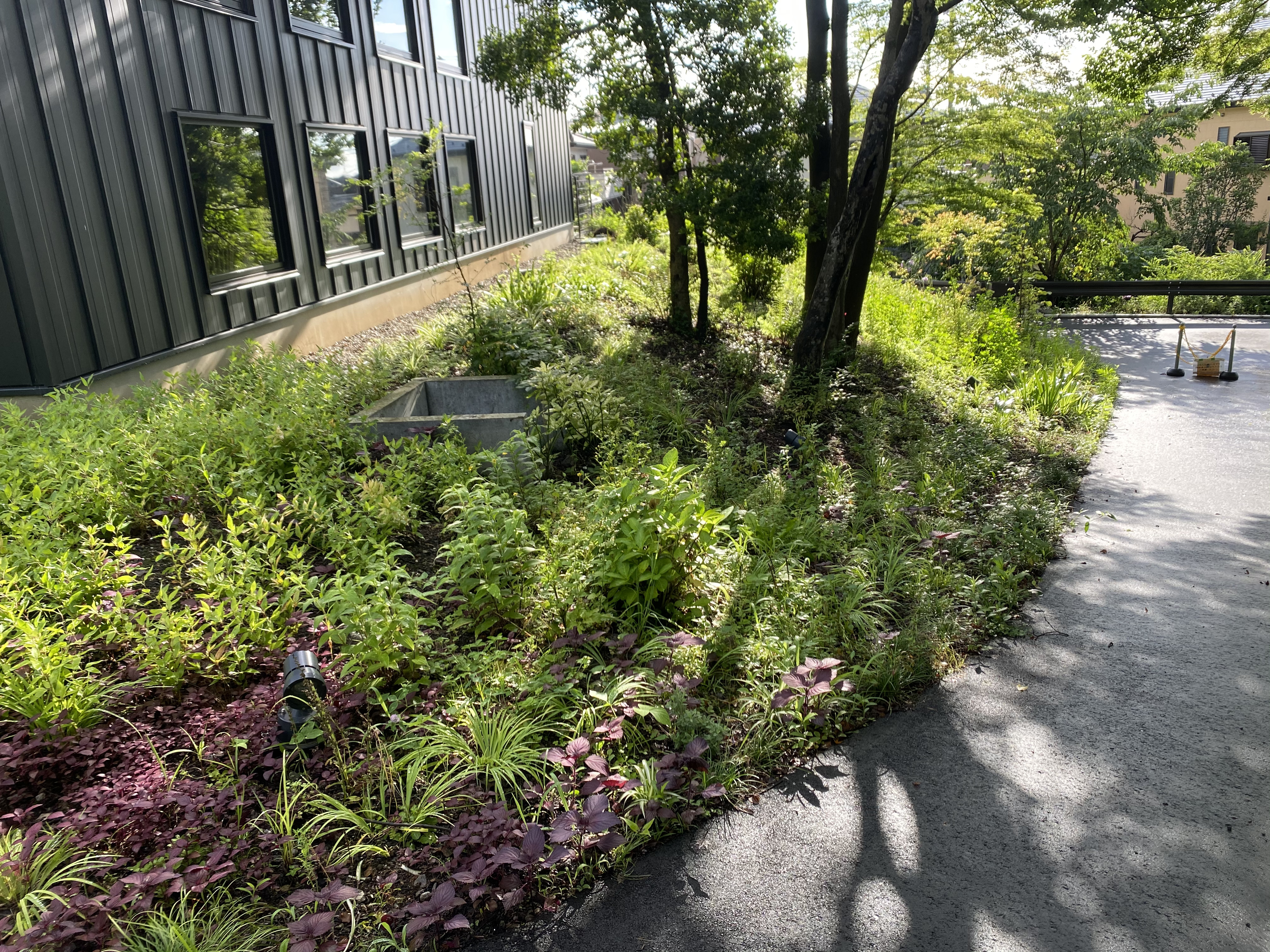 かいぼりの土を撒きだし生物多様性の高い植生を復元した
