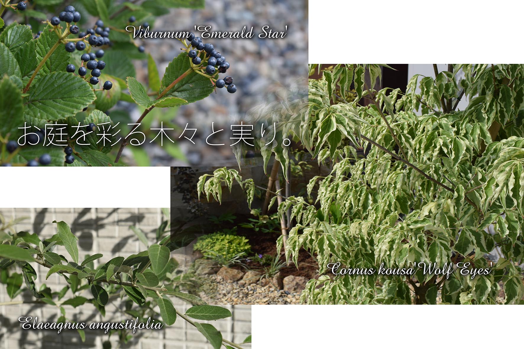 お庭と木々の実り