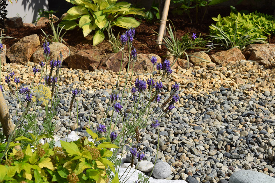 英国産の琥珀色の砂利でグラデーション。（砂利とラベンダー）
