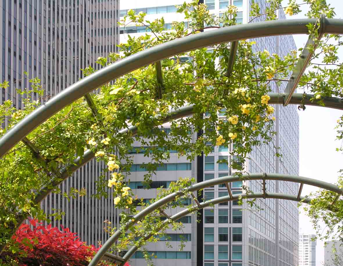 工事東京13公園パーゴラ、モッコウバラ