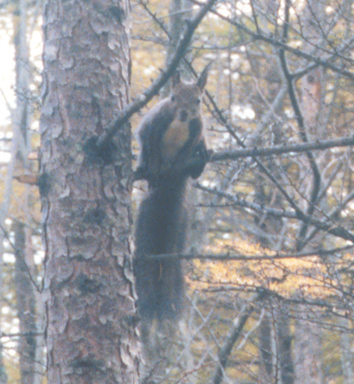 北海道十勝12エゾリス