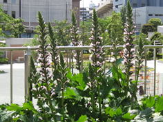 品川区の庭3、樹木葬