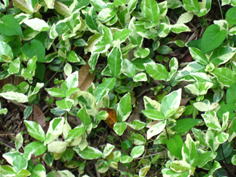 品川区の庭6、樹木葬