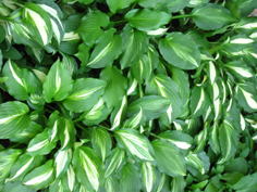 品川区の庭7、樹木葬