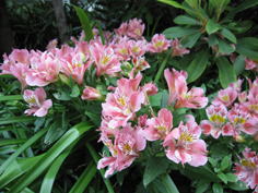 品川区の庭9、樹木葬