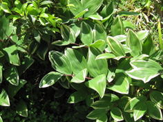 品川区の庭8、樹木葬