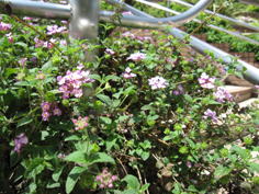 品川区の庭10、樹木葬