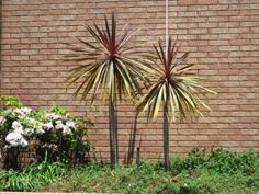 品川区の庭11、樹木葬