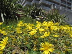 東京都品川区の庭、樹木葬