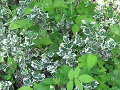 川崎市の庭、樹木葬