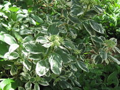 川崎市の庭2、樹木葬