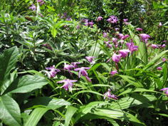 川崎市の庭3、樹木葬