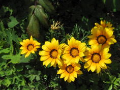 品川区の庭5、樹木葬