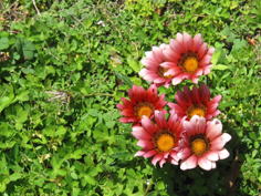 品川区の庭4、樹木葬