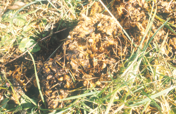 北海道十勝13ヒグマ