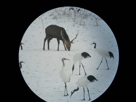 北海道十勝13エゾシカ・タンチョウ