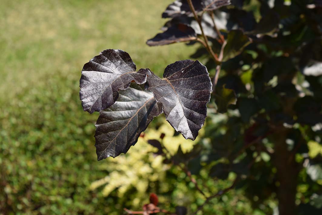 ヨーロッパブナ‘パープルフォンティン’