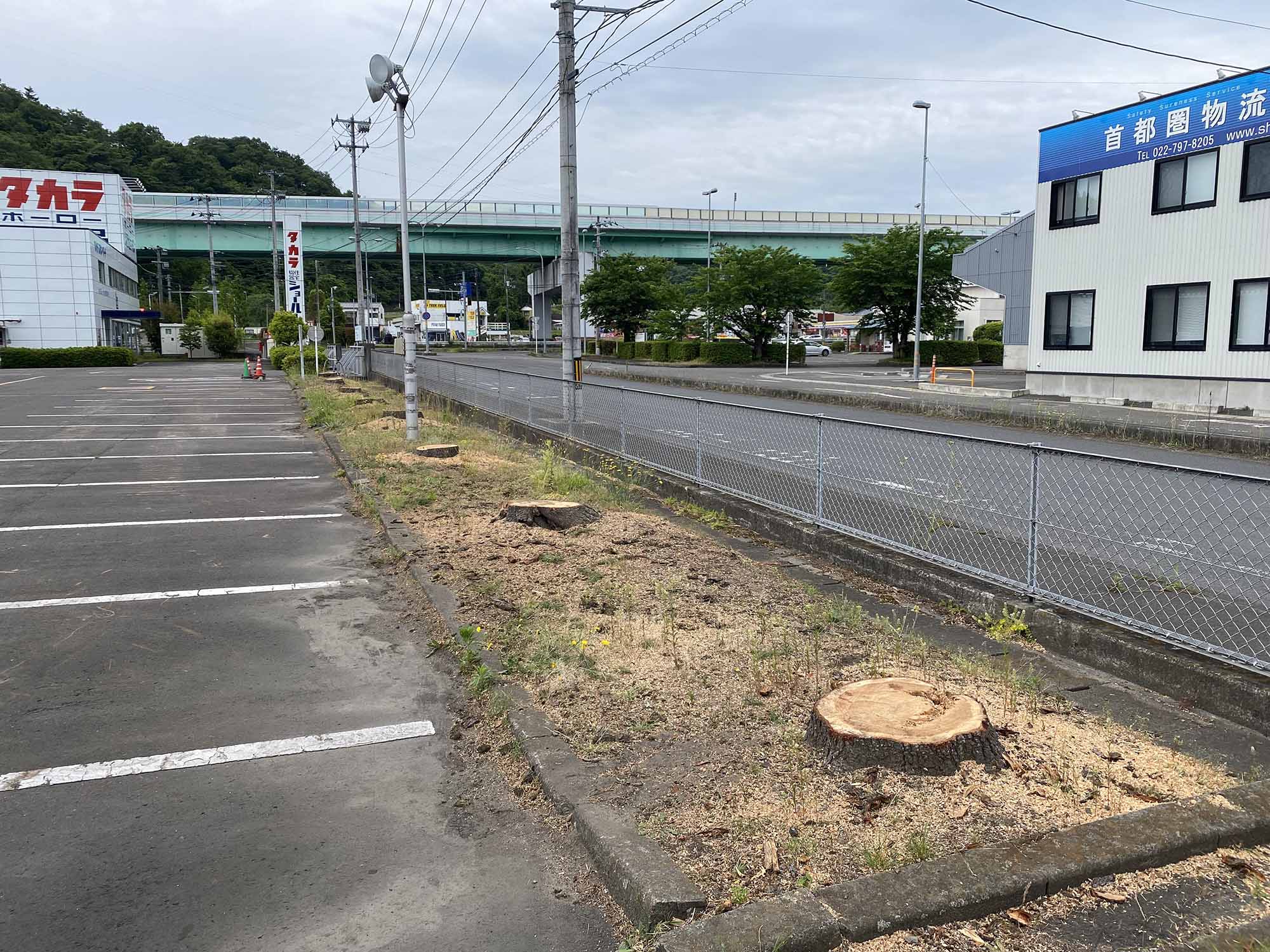 ヒマラヤスギの伐採