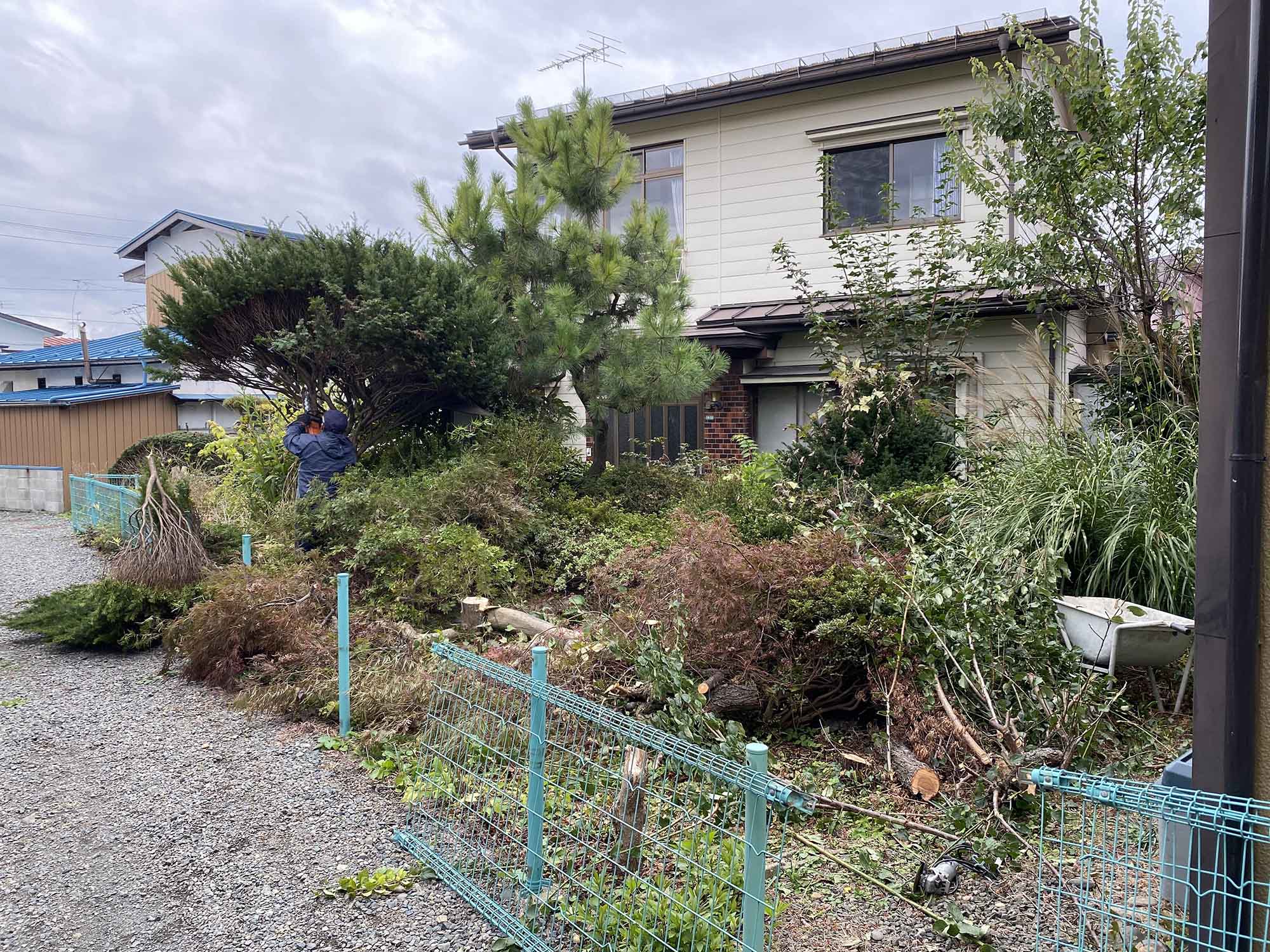 ヒマラヤスギの伐採